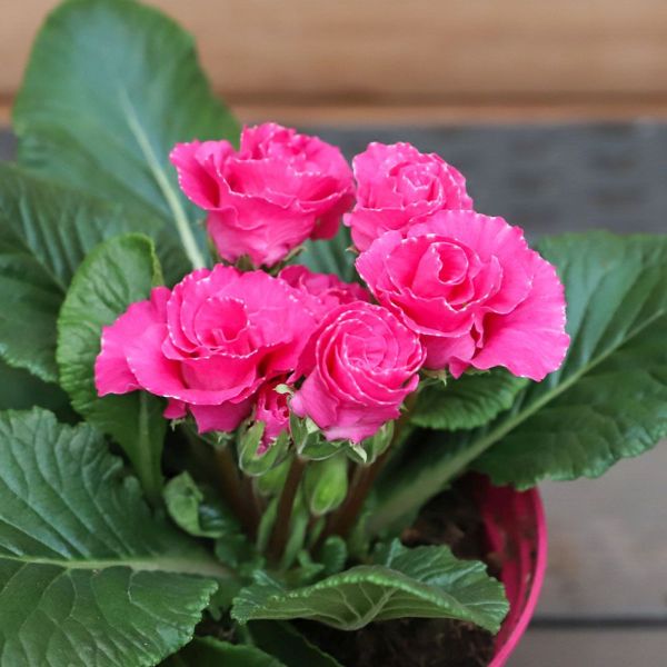 Primrose Rosebud - Rose Shades 1 Litre